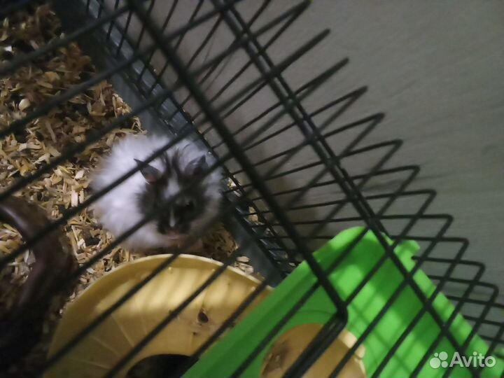 Серийские хомяки