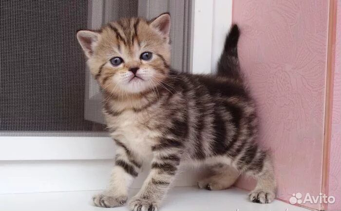 Шотландские котята