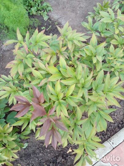 Можжевельники и пионы корни