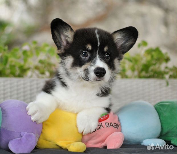 Вельш-корги пемброк