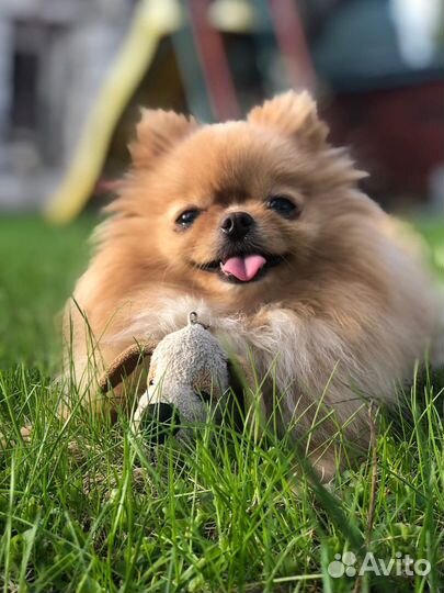 Фотосессия с micro шпицом