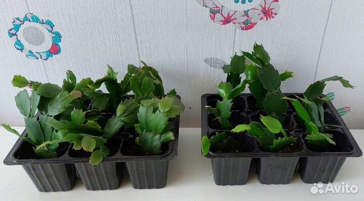 Декабрист шлюмбергера белый и желто-персиковый