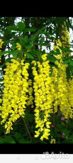 Жёлтая акация бобовник