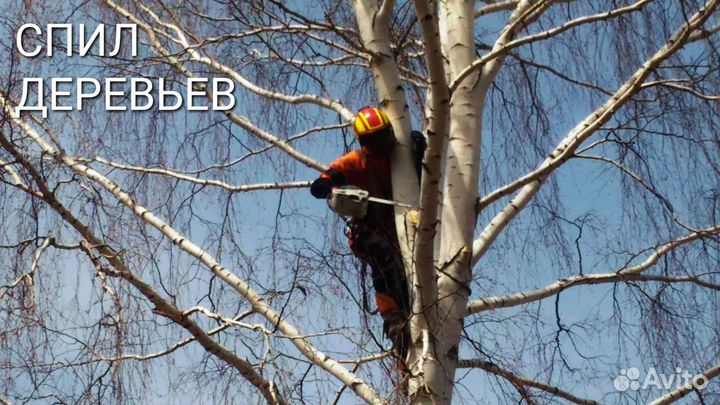 Спил деревьев