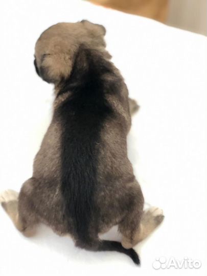 Метисы лабрадора