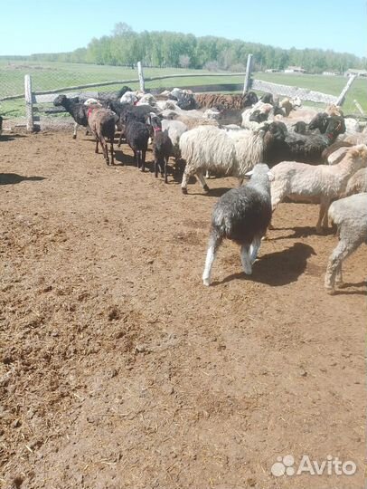 Племенные бараны