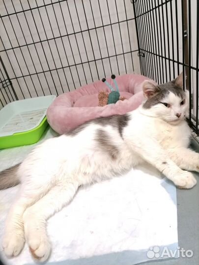 Котик ищет дом