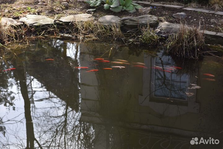 Декоративные рыбы для садового пруда