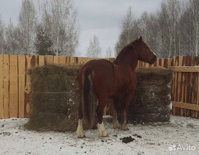 Продажа или обмен жеребца