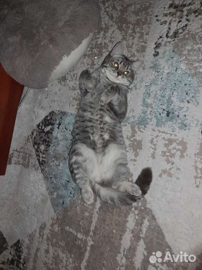 Шотландская кошечка/Вязка