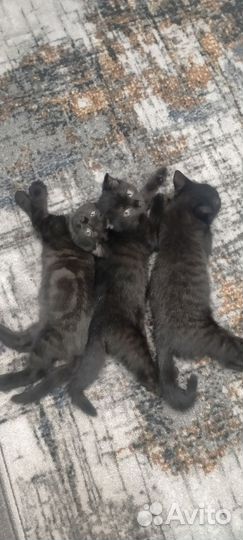 Котята бесплатно