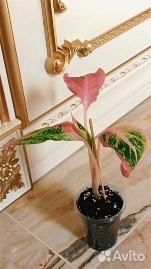 Аглаонема Амелия