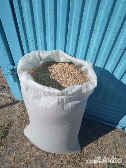 Зерно ячмень