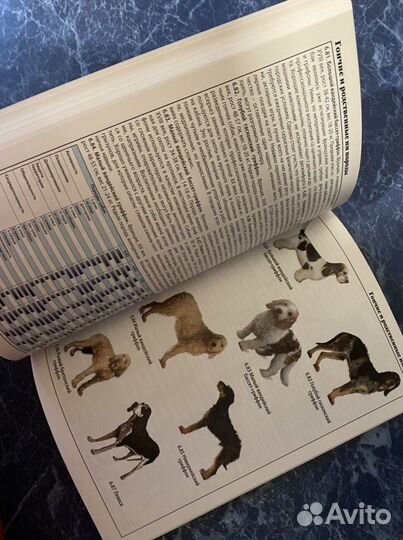 Всё о породах собак