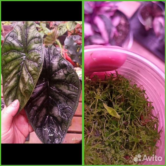 Алоказии детки