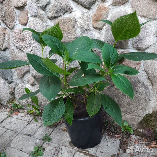 Гортензия крупнолистная Forever Ever Pink