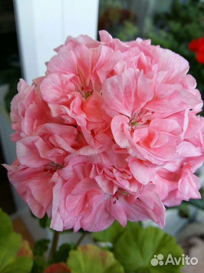 Пеларгонии