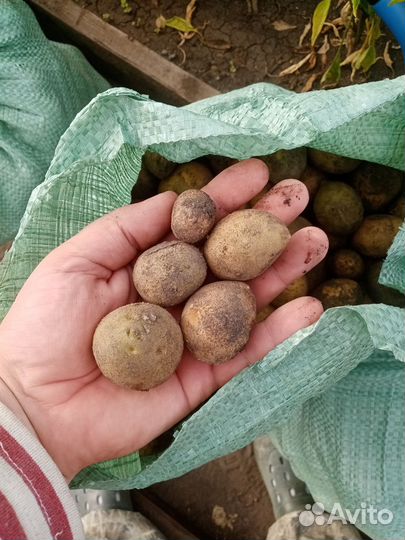 Картофель мелкий для скотины