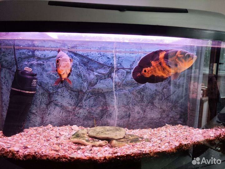 Астронотус