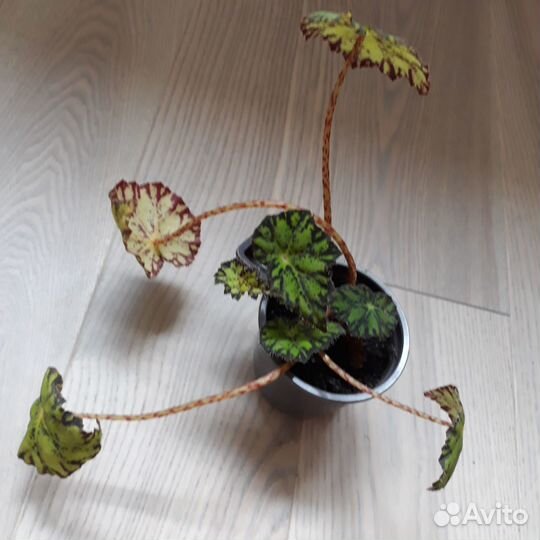 Сансевиерия 