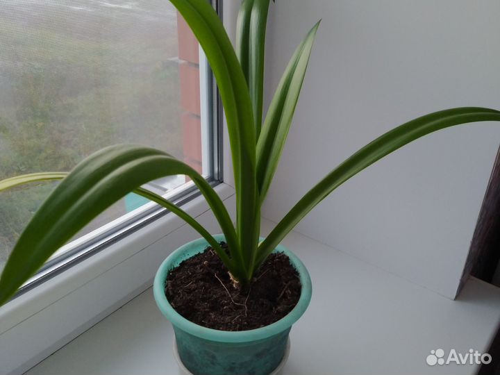 Лилия- паук