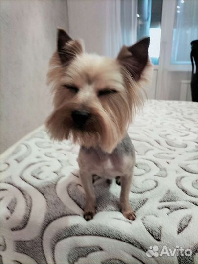 Вязка Йорк мальчик (не развязан)