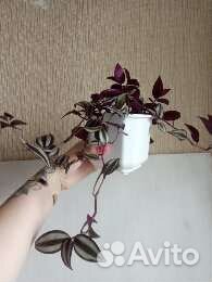 Традесканция