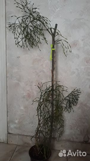 Рипсалис хатиора, алоэ тигровое суккуленты обмен