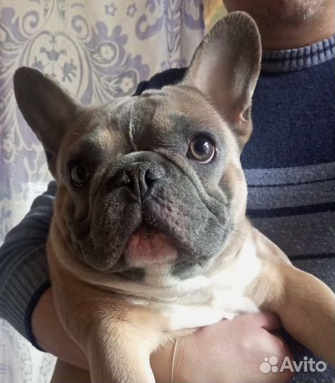 Французский бульдог, вязка