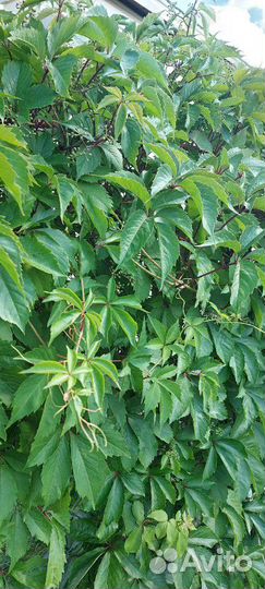 Девичий виноград. Черенки и отростки с корнем