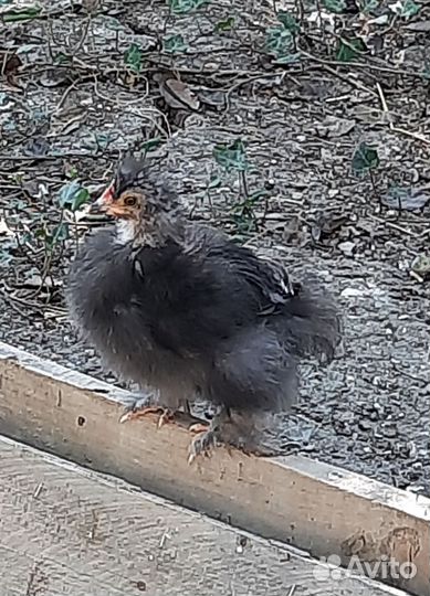 Декоративные цыплята