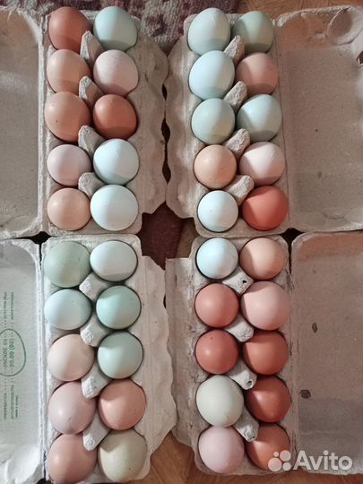 Куриное яйцо на инкубацию