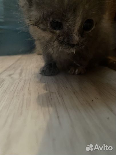 Вислоухий котенок