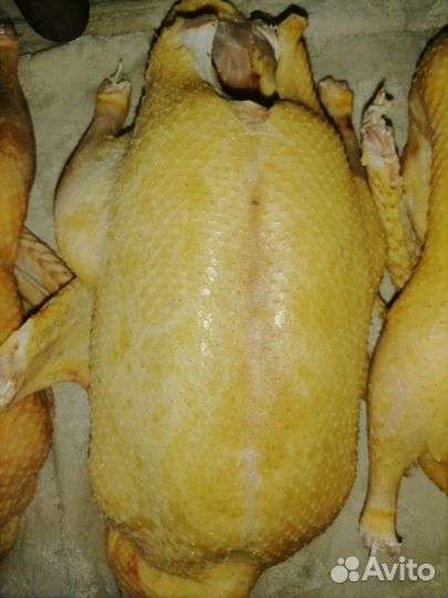 Мясо утки муларда
