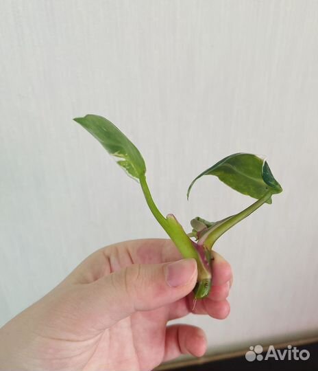 Филодендрон Белая принцесса