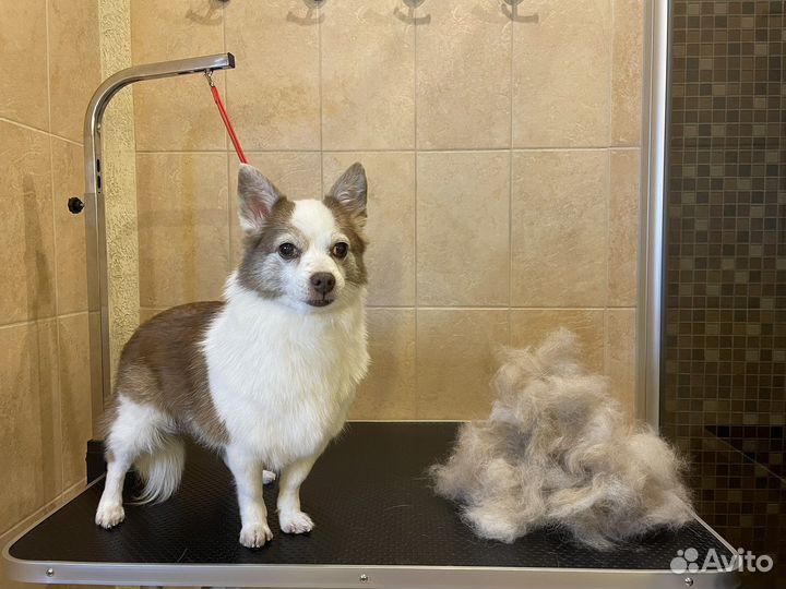 Груминг собак,стрижка собак,мытье,экспресс линька