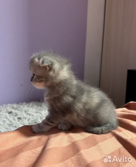 Шотландская скоттиш-фолд