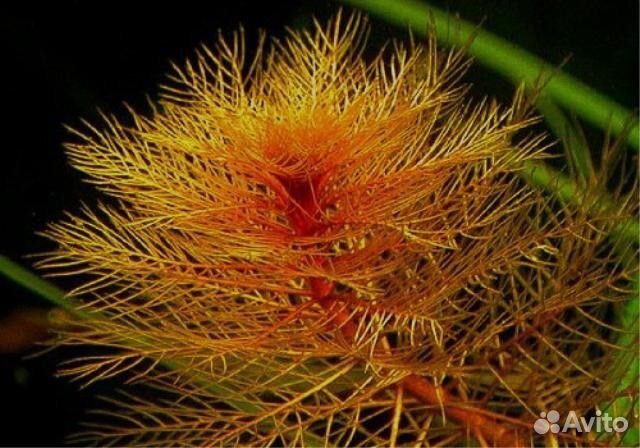 Перистолистник красный