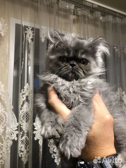 Персидские котята, 4 мальчика