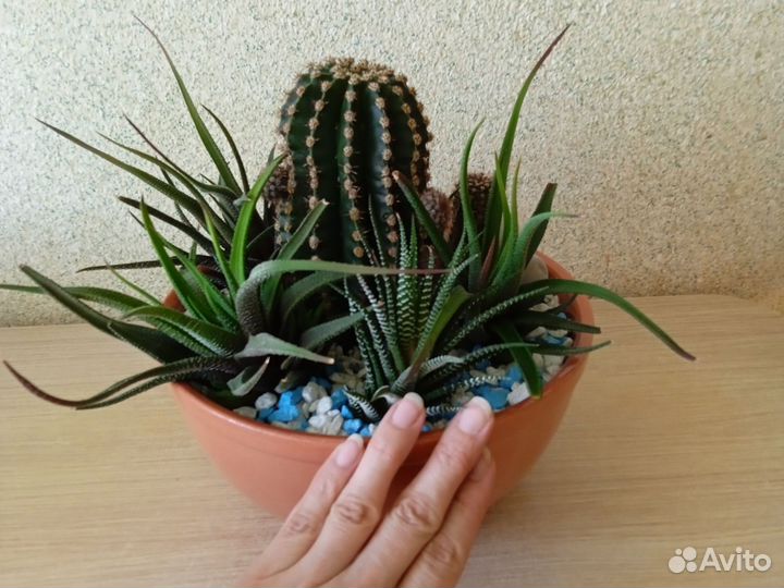 Композиция из кактусов и суккулентов (хавортии)