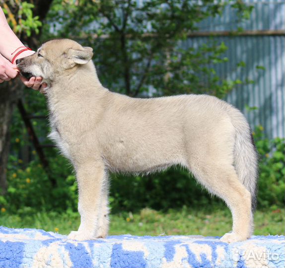 Девочка Агути