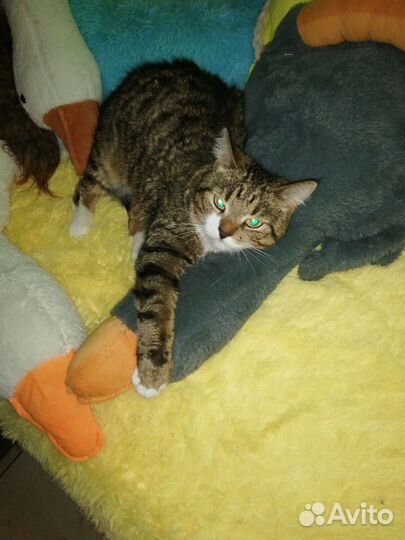 Передержка кошек 