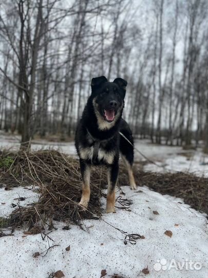 Храбрый малыш ждет своих мампап