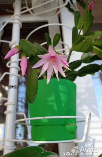 Рипсалидопсис