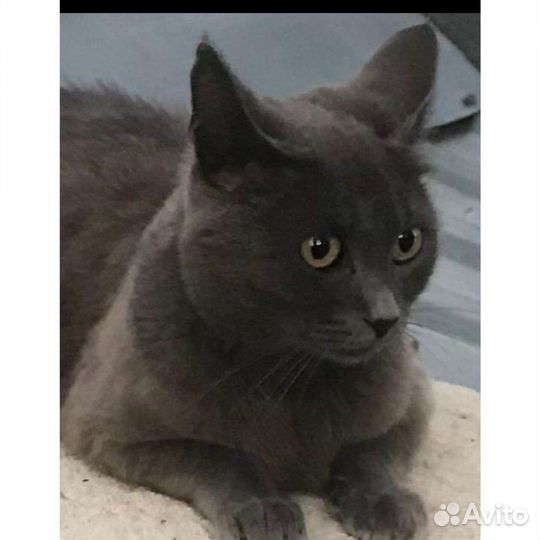 У Дымки нет дома