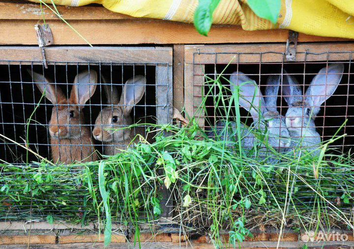 Продам мясо кролика