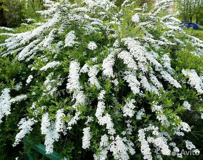 Спирея Белая невеста