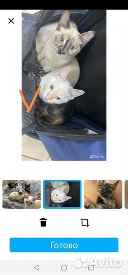 Остался только один котик в добрые руки