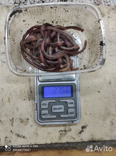 Червь дендробена