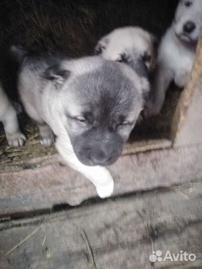 Продам щенков алабая